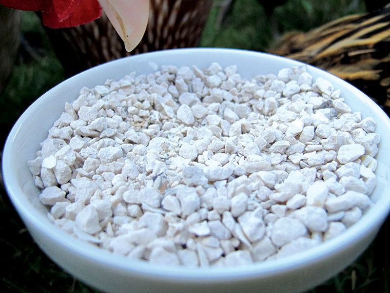bowl of oyster shells for chickens