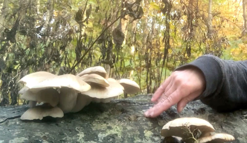 foraging oyster mushrooms dehydrating