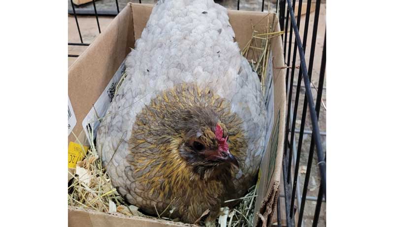 chicken chickens photos gallery