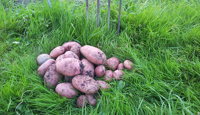 a pile of potatoes that have been grown when planting potatoes