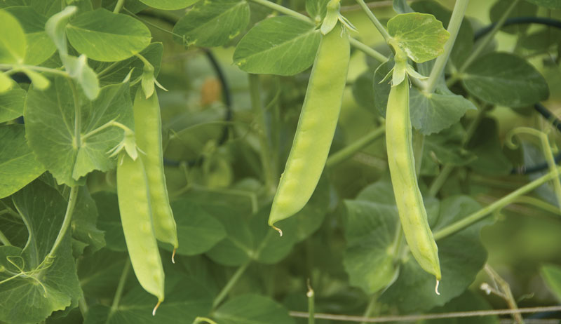 short-season vegetable vegetables crop crops