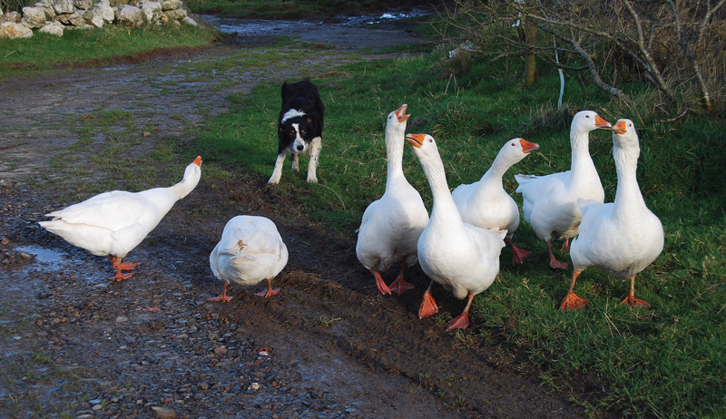 permaculture livestock geese