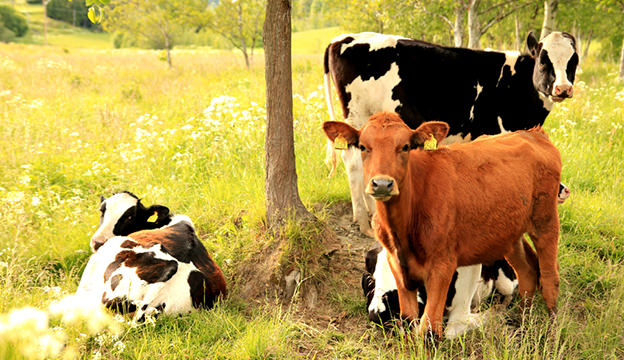 Keeping Pet Cows on a Hobby Farm