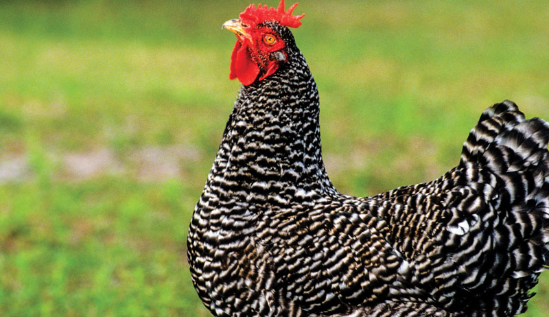 eggs egg color chickens