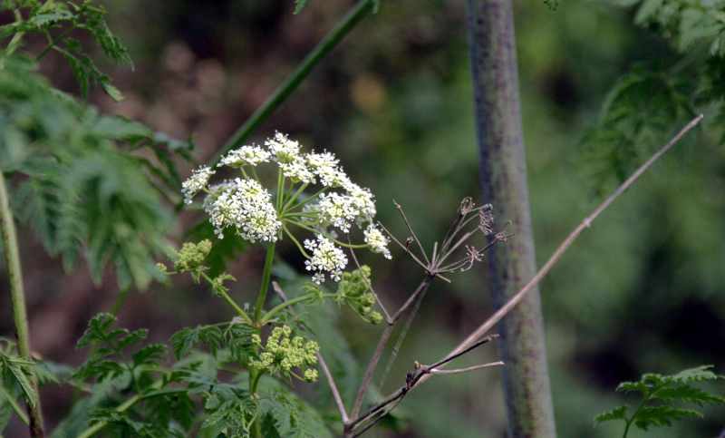 poison hemlock wildflowers