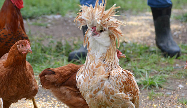 Polish chicken