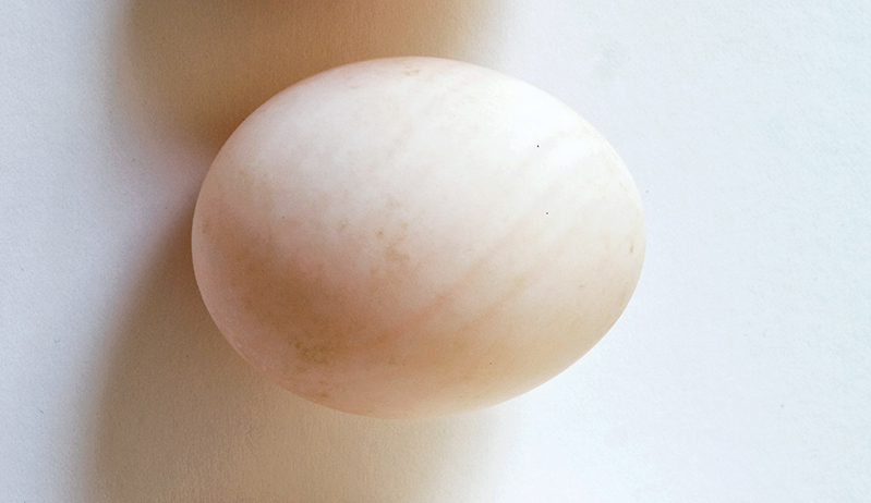 duck egg - types of poultry eggs