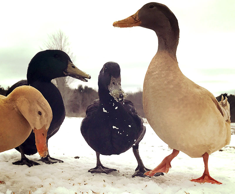 ducks standing in the snow