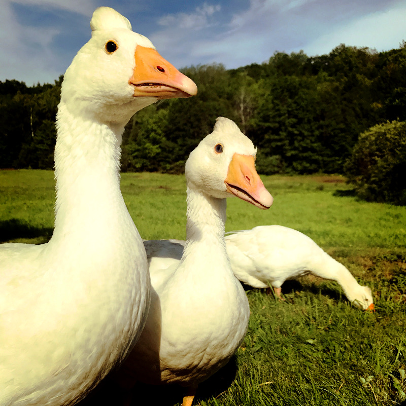 three geese eating green grass on a farm