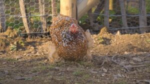 how-long-do-chickens-live