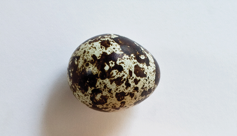 quail egg - types of poultry eggs