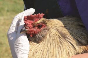 poultry-veterinarian-1