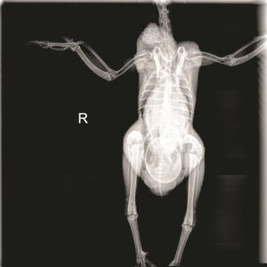 poultry-veterinarian-5