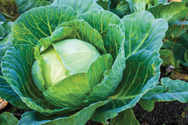 cabbage long-term storage produce