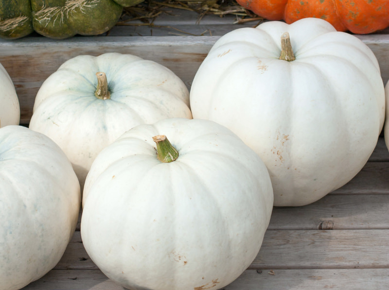the white lumina is one of many unique types of pumpkins