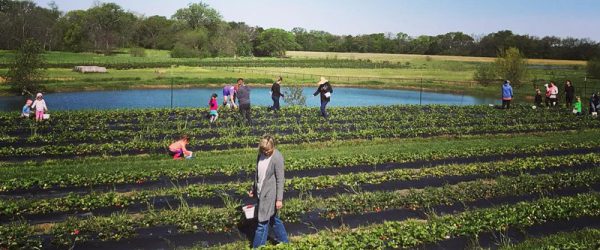 Successful Strategies For Profitable U-Pick Farms