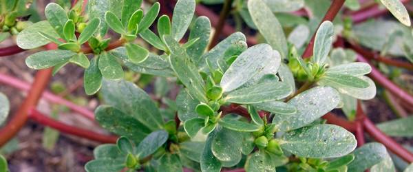 Purslane Can Be Grown In Your Garden