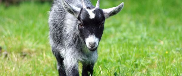 City Farm Animals: 6 Best Choices