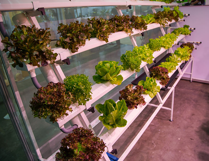 hobby farmers real hydroponics