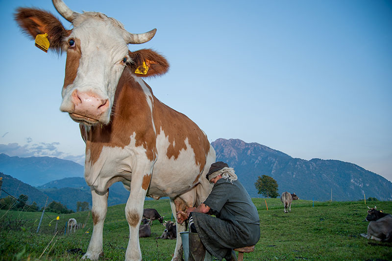 hobby farmers real milking cow