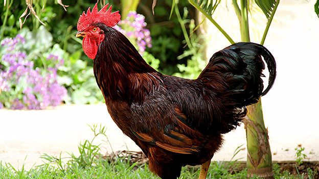 Rhode Island Red chicken