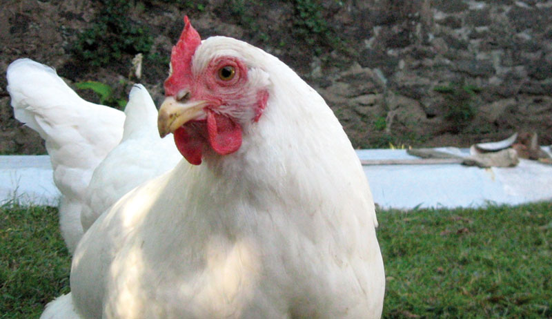 dual-purpose chicken breeds breed