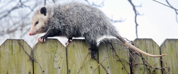 Do Opossums Kill Chickens? Signs, Risks & Solutions