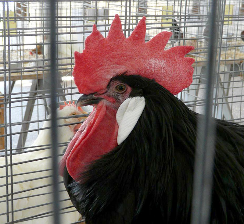 rooster lincoln chicken names name