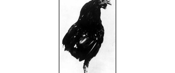 Presidential Pets: Chickens of U.S. Presidents