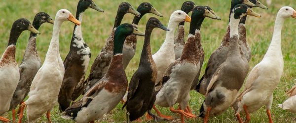 Ducks Are Great Poultry For Both Eggs & Meat