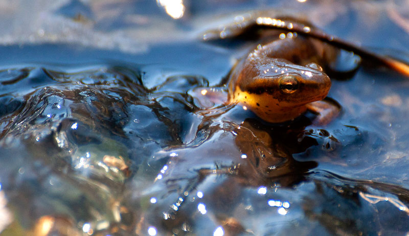 salamander salamanders