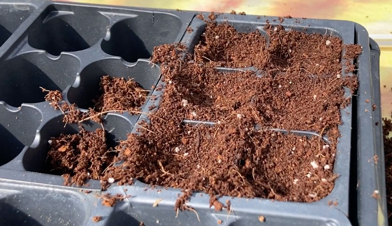 seed start starting seeds