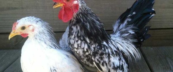 The Honest Truth About Serama, 3 More Chicken Breeds