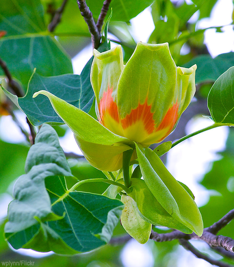 Tulip Poplar (Liriodendron tulipifera)