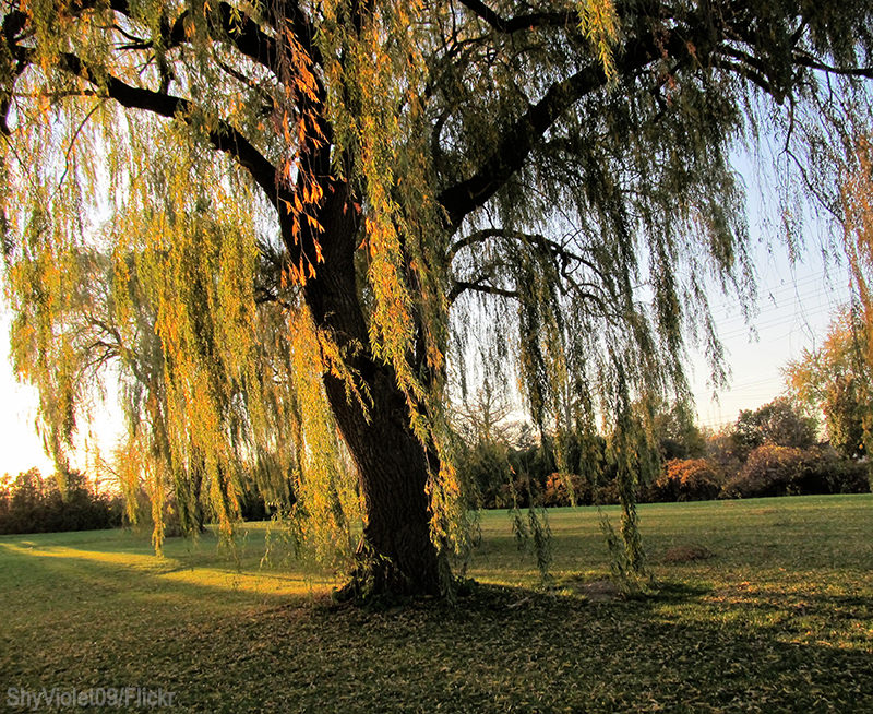 Weeping Willow (Salix babylonica: Salix x blanda and Salix x pendulina)