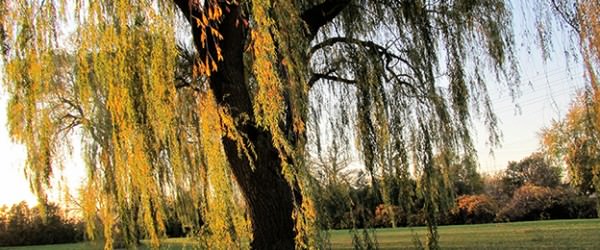 Fast-Growing Shade Trees: Try These 7 In Your Pasture