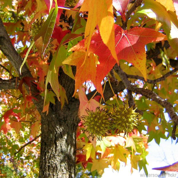 Sweet Gum (Liquidambar styraciflua)