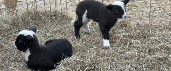 Video: Basic Fall Flock Maintenance For Your Sheep