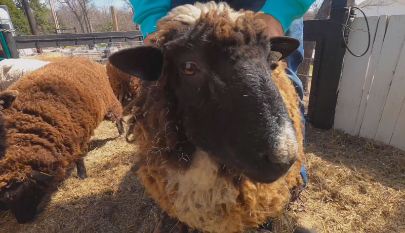 sheep goats pink eye