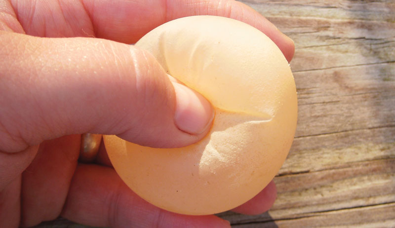 soft shelled abnormal chicken eggs