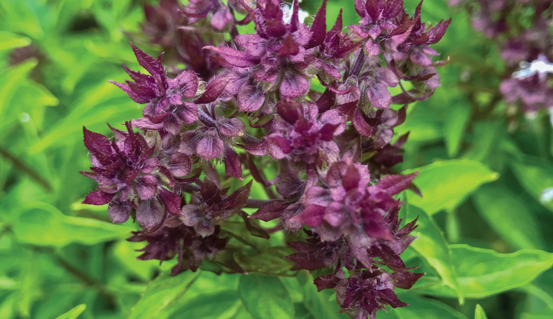 medicinal herb herbs container garden