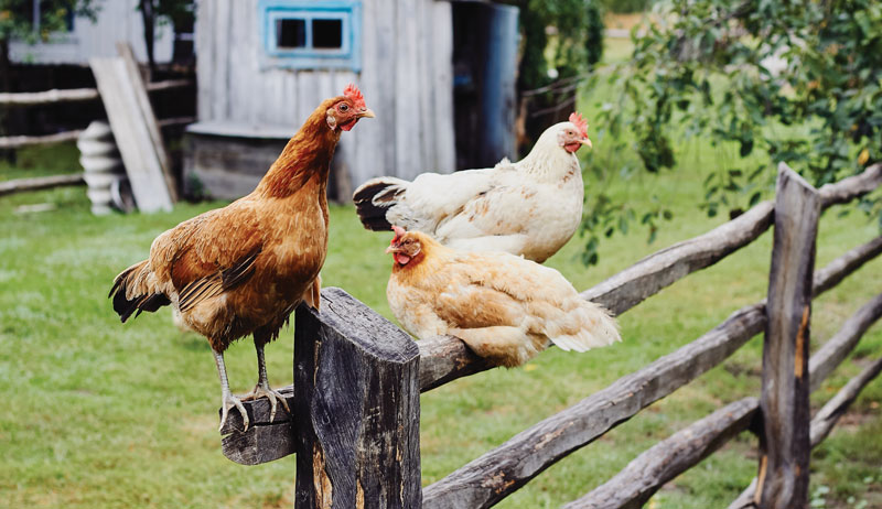 three chickens without sticktight fleas sitting on a fence