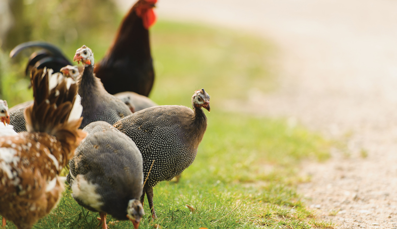 guineas with chickens guinea