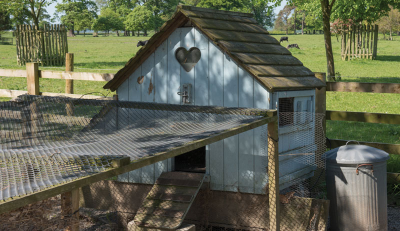 chickens chicken predators coop