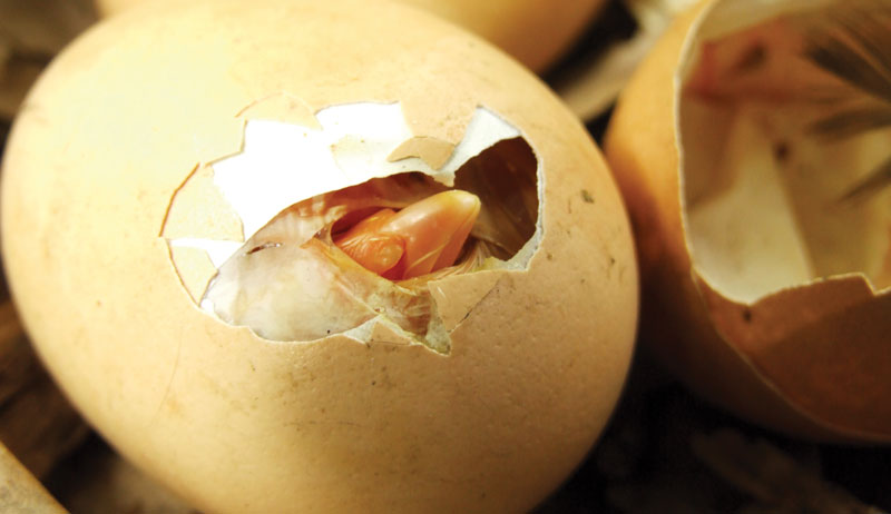 chick chicks navel navels chickens