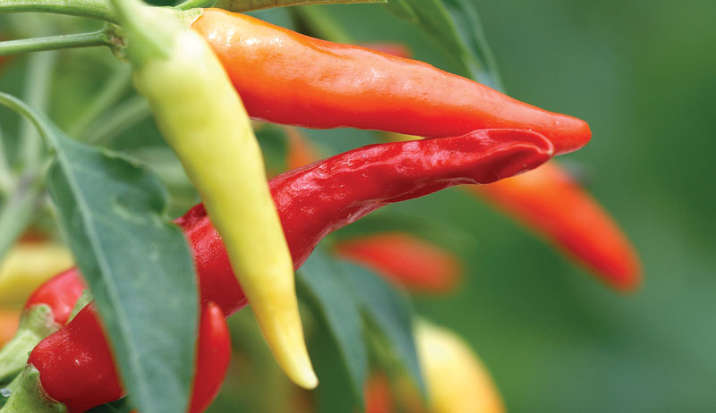 grow peppers growing garden hot