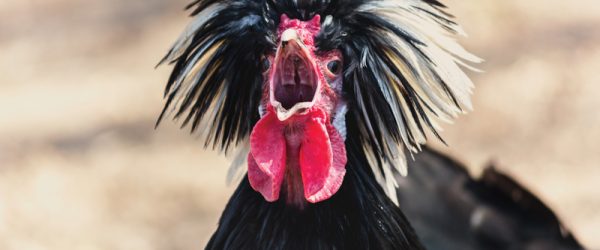 Quiet Chickens? These Breeds Are Great For Backyards