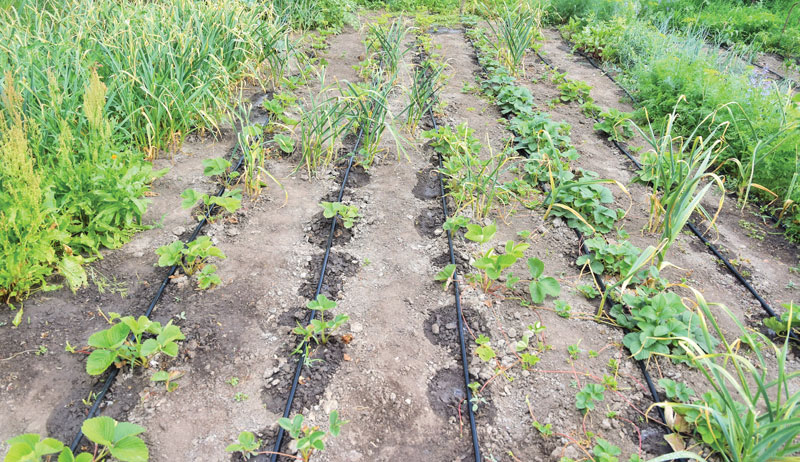 rainwater collection drip tape