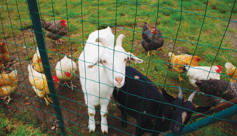 goats chickens pasture pasturing together