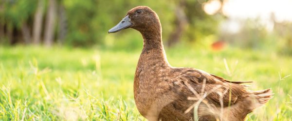 Ducks Can Bring Real Value To The Backyard